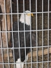 PICTURES/Iowa Wanderings/t_CCC Bald Eagle.JPG